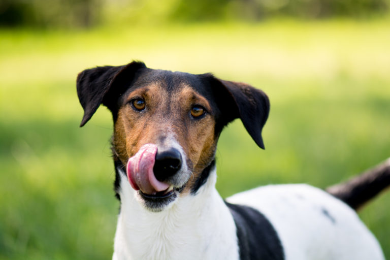 Ein hungriger Hund schleckt sich das Maul