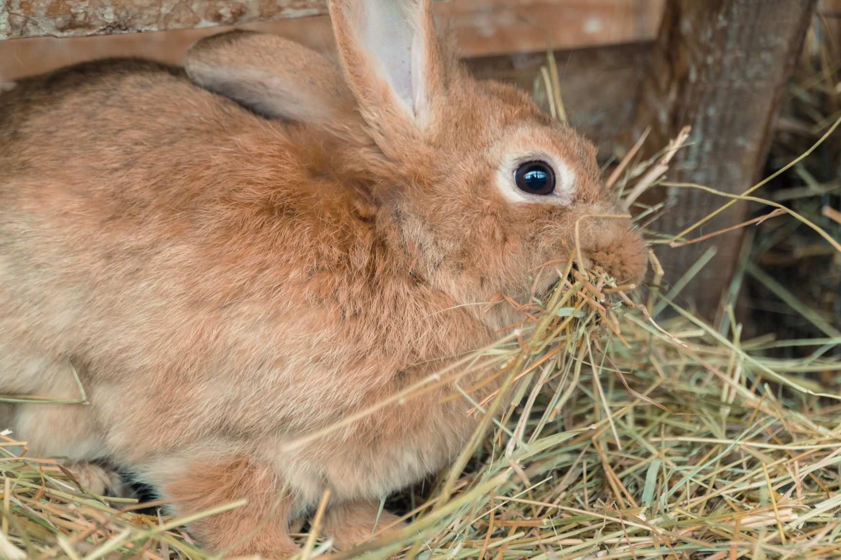 Kaninchen frisst Heu Stall