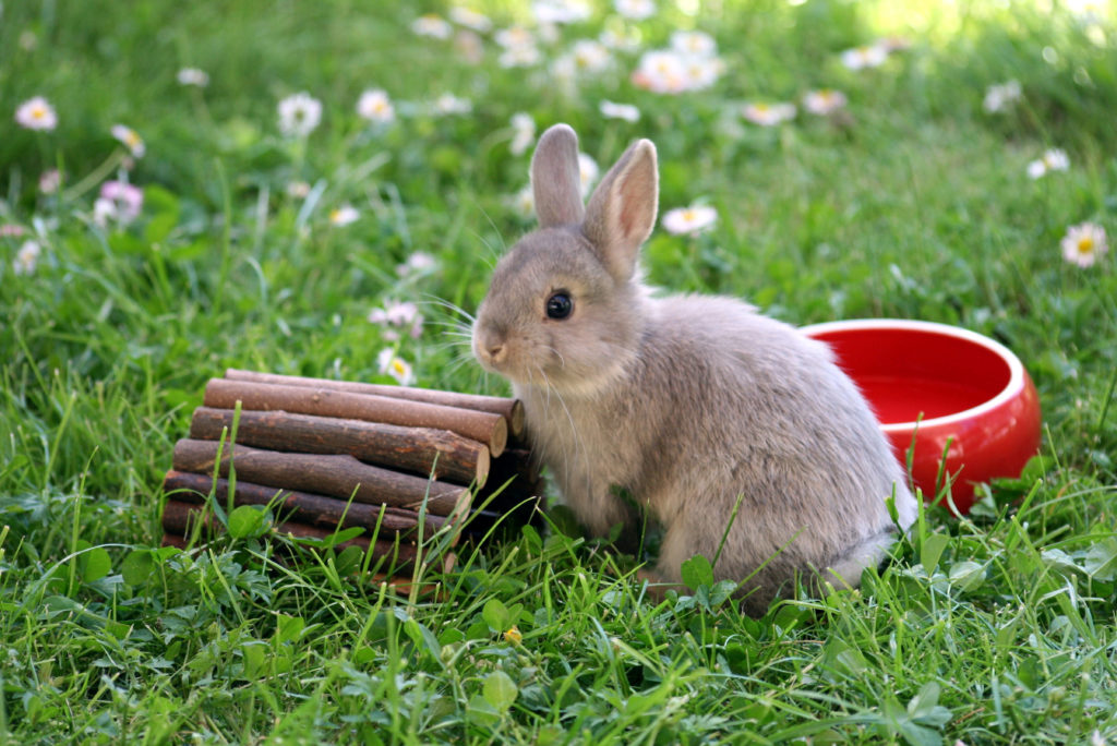 Kaninchen im Gras