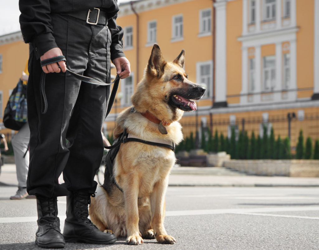 Polizeihunde