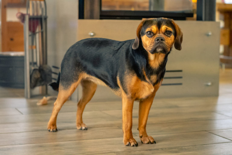 rot und schwarz puggle