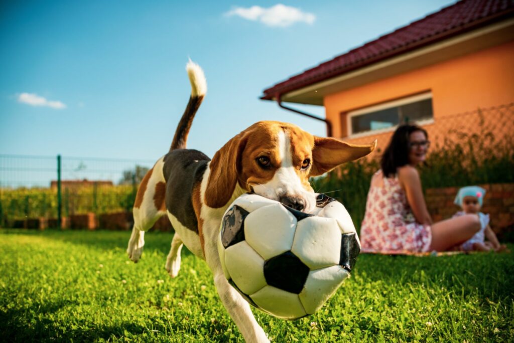 Familienhund spielt im Garten