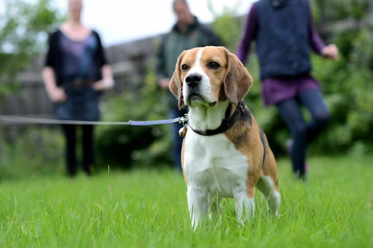 Beagle sind ein super Familienhund