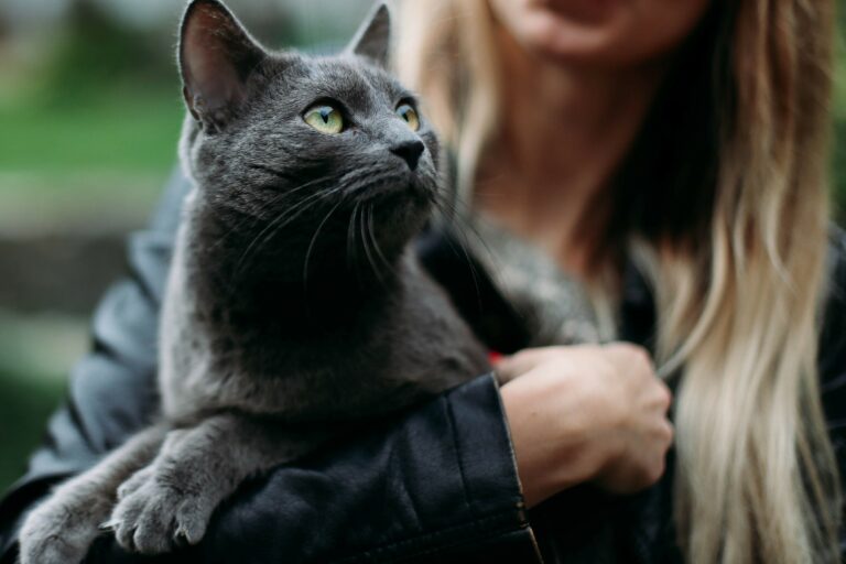 Ein Katzenzüchter übergibt eine Britisch-Kurzhaar Katze