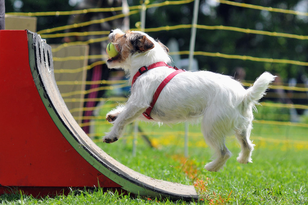 Ein kleiner Hund hat den Ball aus einer Flyball-Box gefangen kleiner hund vor flyball box