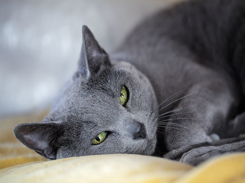 russisch blau haltung Artgerechte Katzenhaltung einer Russisch Blau.