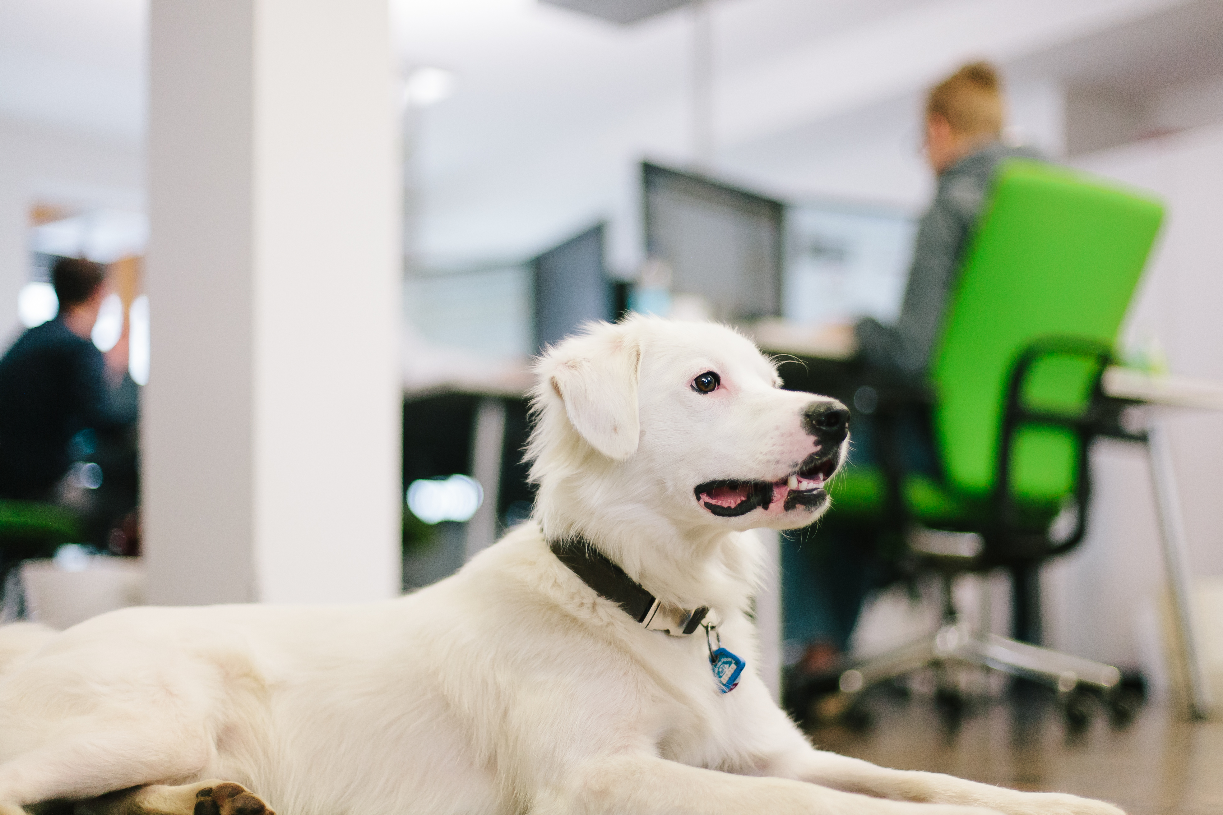 Hunde im Büro: So klappt es mit dem tierischen zooplus