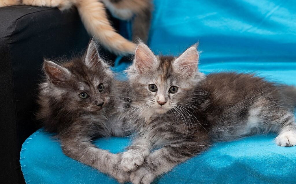 Zwei Main Coon Kitten auf einem Stuhl