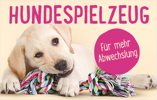 Welpen Hund Alleine Lassen So Gewohnt Man Hunde An Das Alleinsein