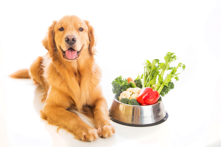 Vegetarisches Hundefutter Golden Retriever