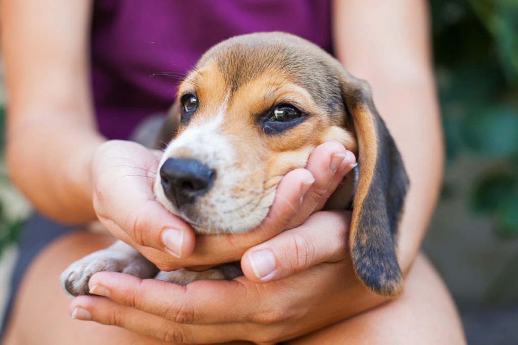 beagle welpe süß beagle welpe süß