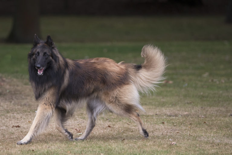 belgischer schäferhund tervueren