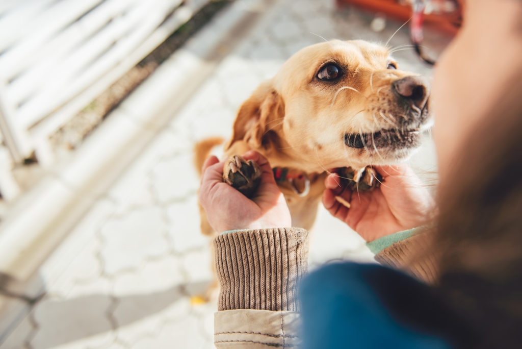 einen hund adoptieren