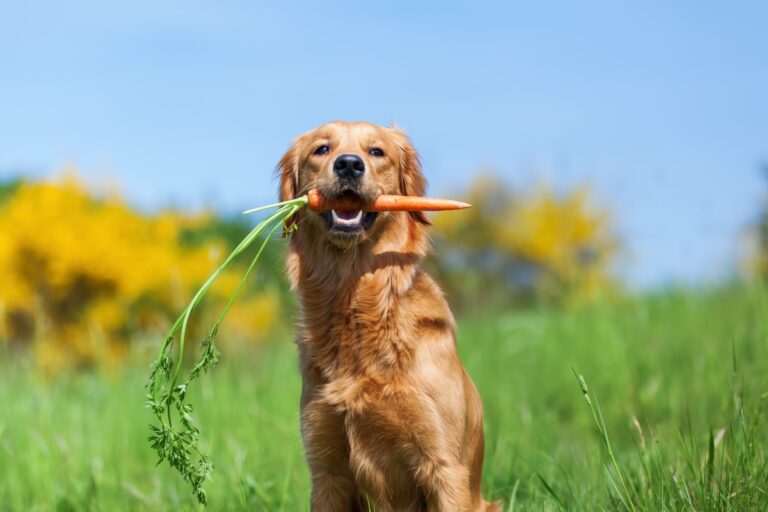 golden retriever mit karotte im maul auf wiese