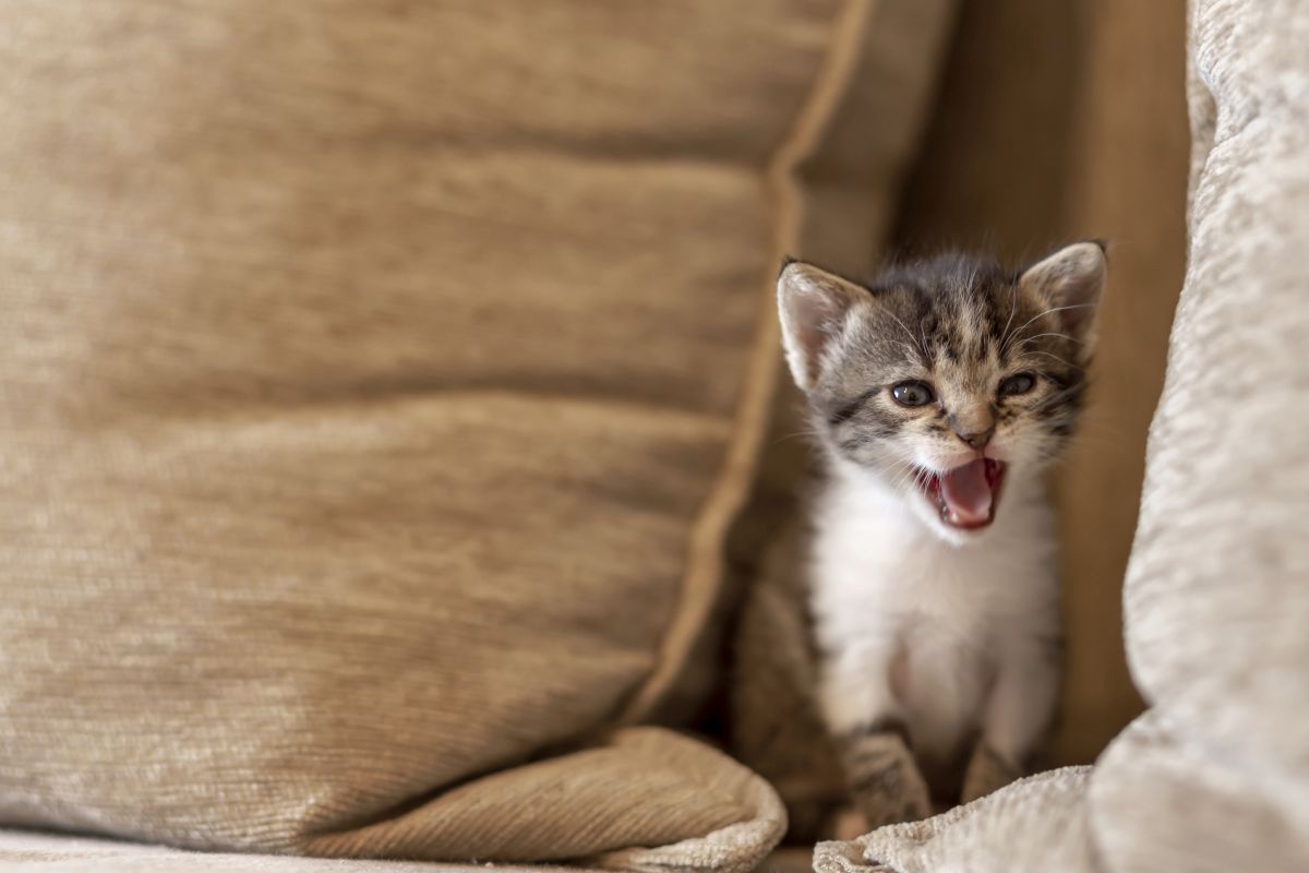 Katze Miaut In Neuer Wohnung