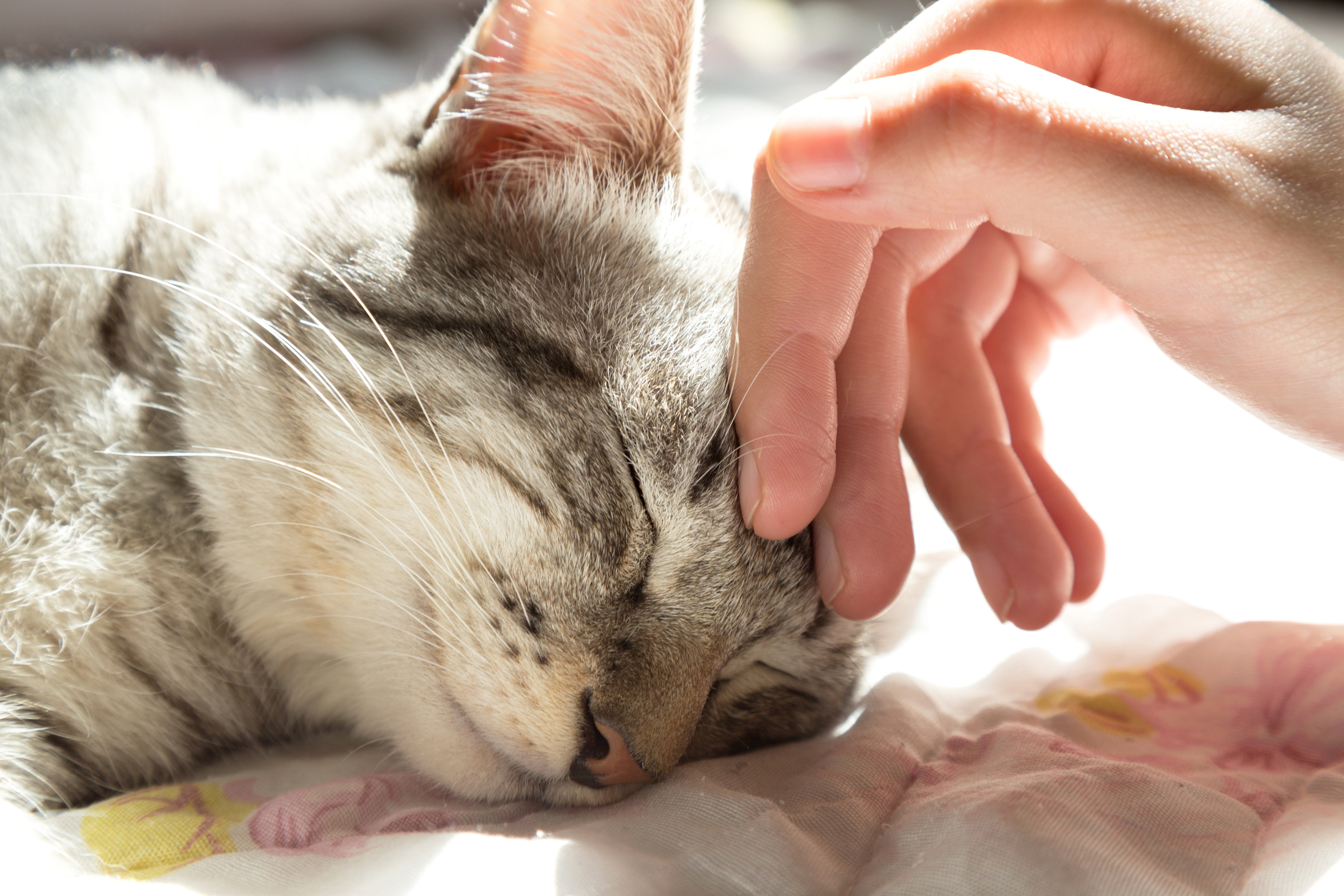 Warum Schnurren Katzen So Laut