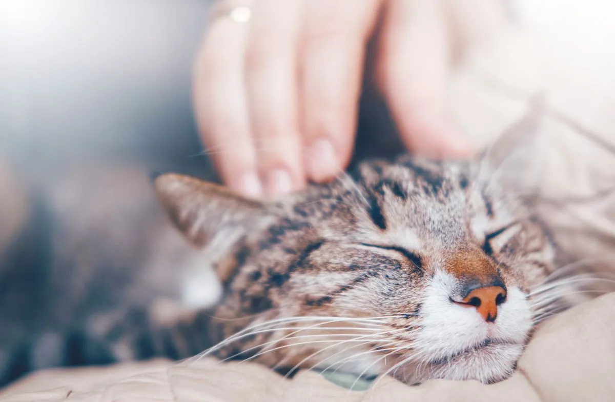 Katze kraulen durch Mensch