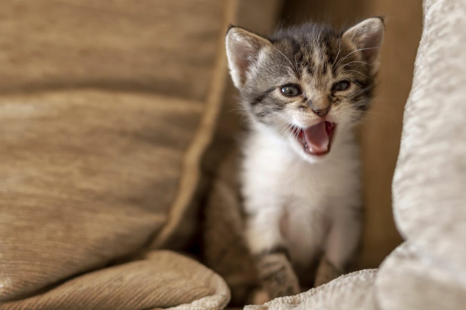 Katze Miaut Nachts Vor Der Tür
