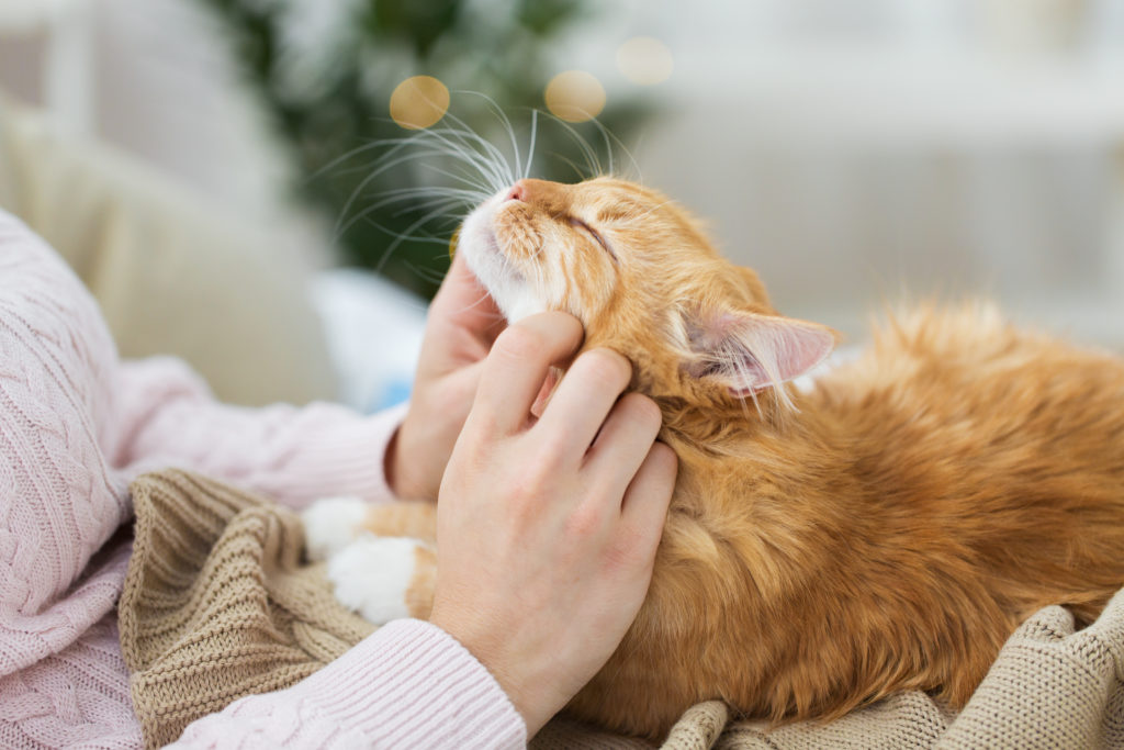 Katze Rasselt Beim Schnurren