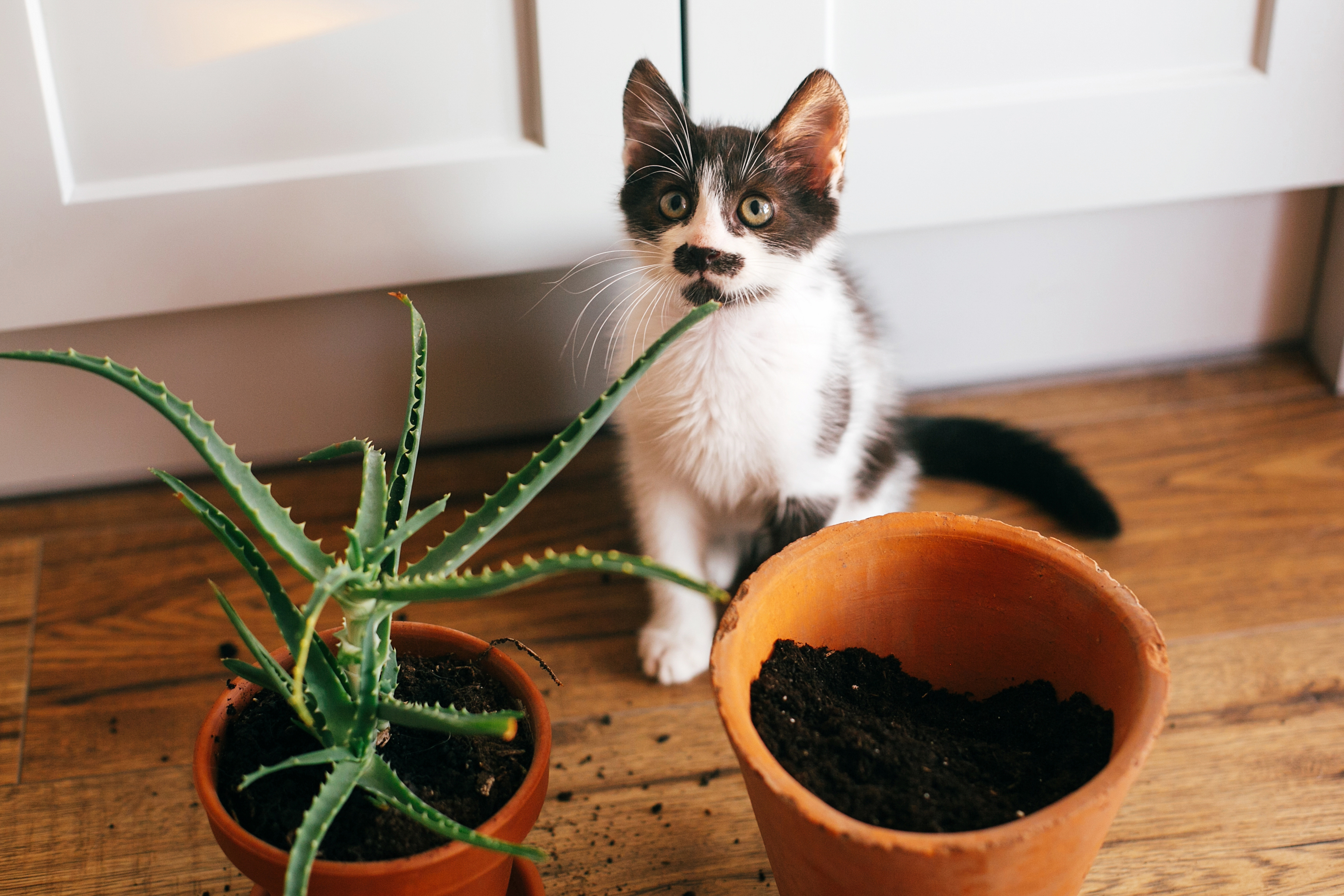 Katze pinkelt in Blumentopf: Warum und was tun?