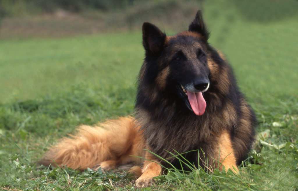 tervueren hund im grass