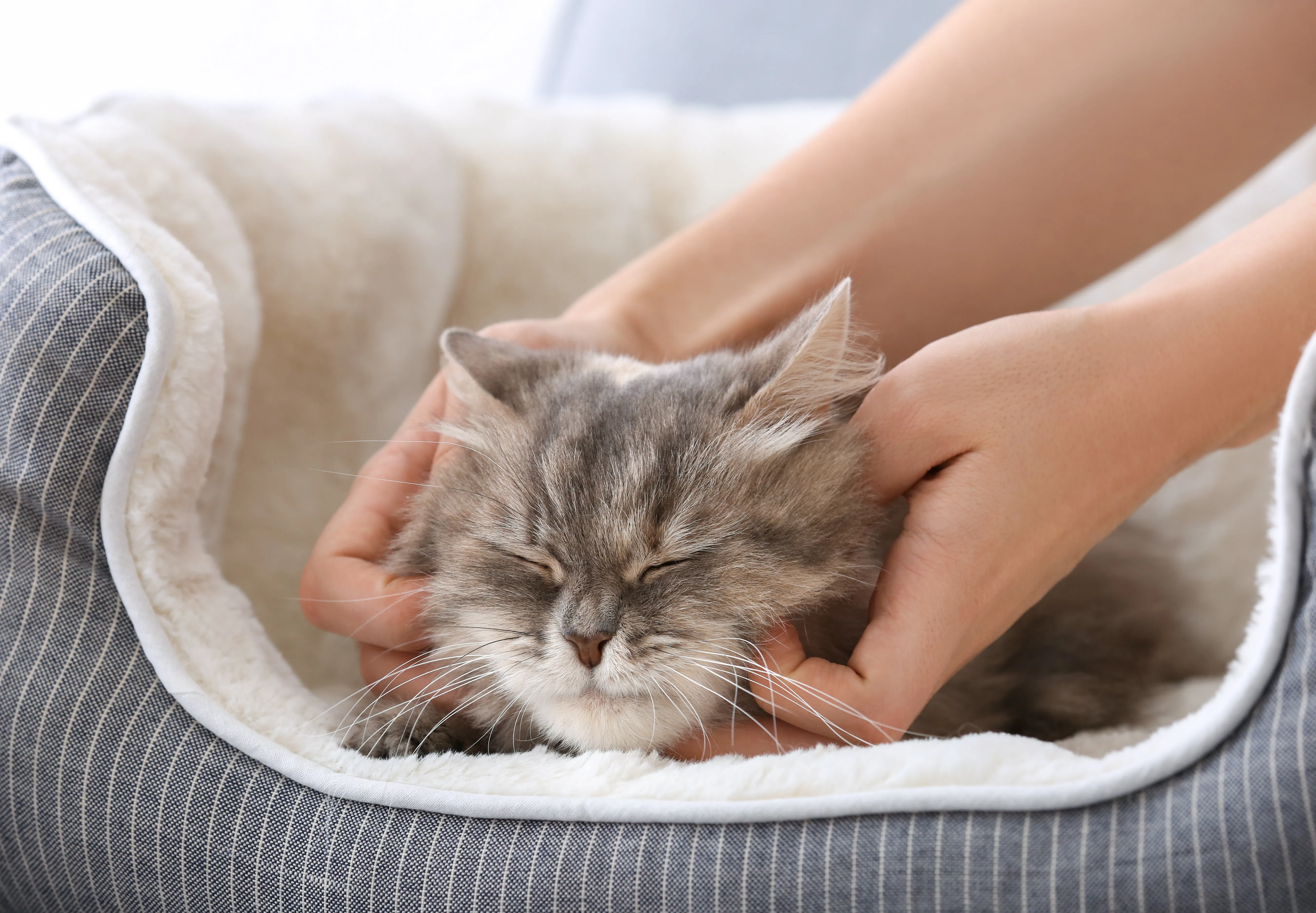 warum schnurren katzen
