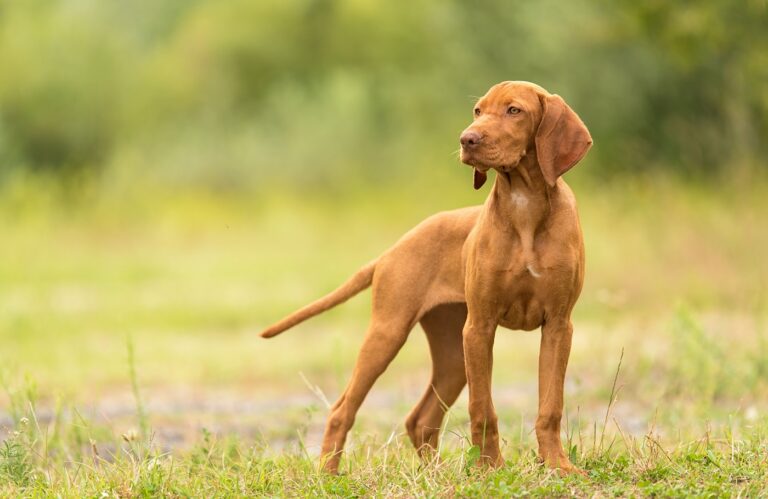 Magyar Vizsla auf Wiese