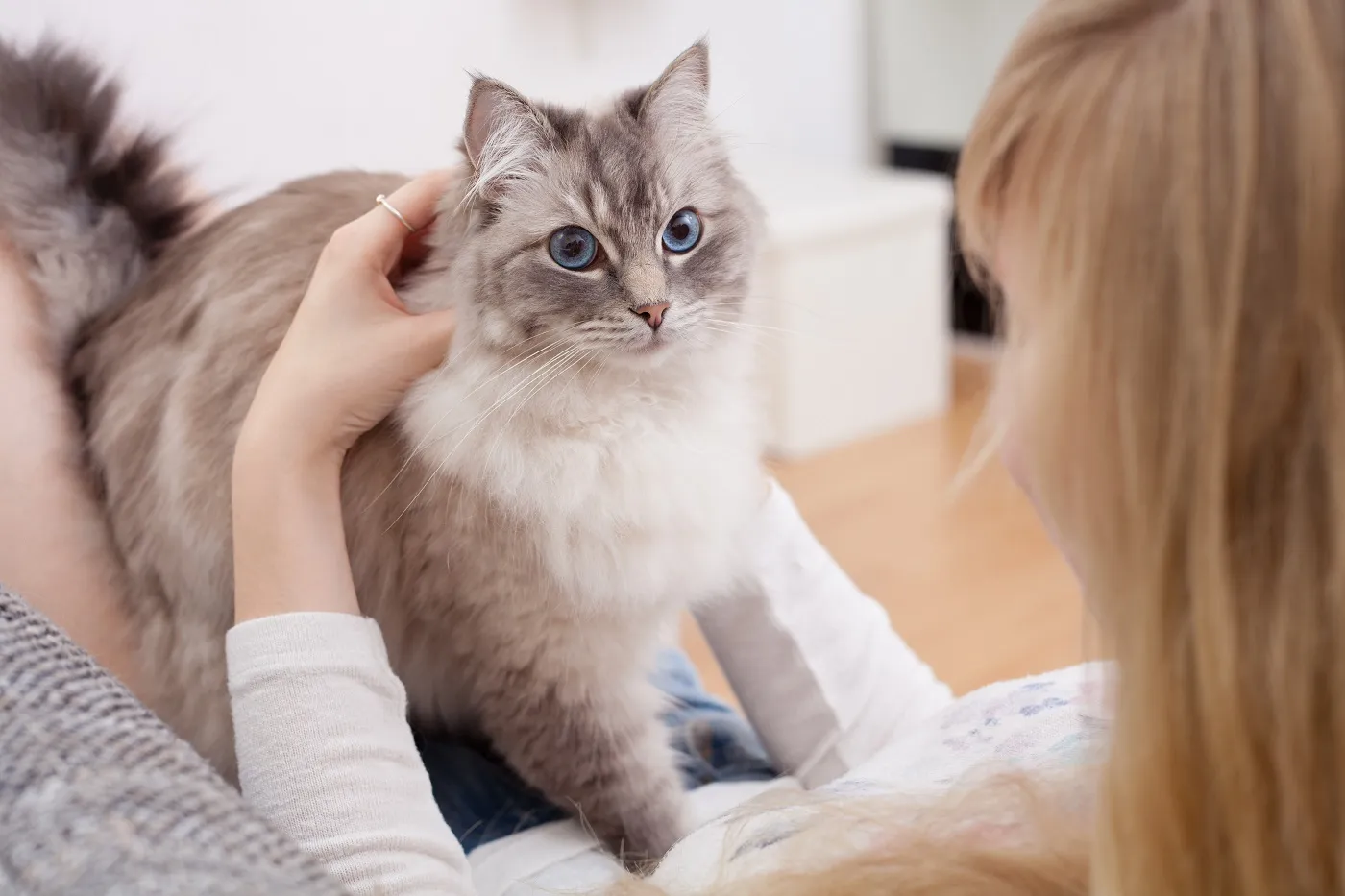 Ragdoll Katze und junge Frau