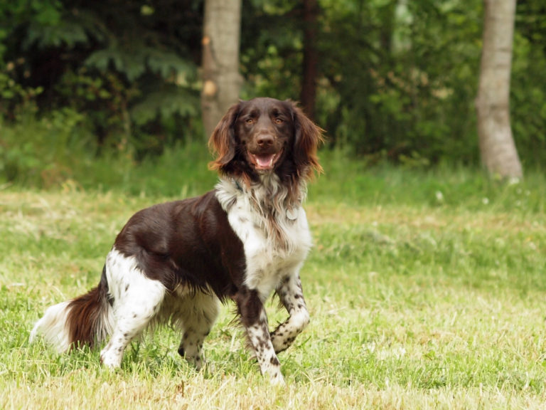 Kleiner Munsterlander Hund Charakter Haltung Pflege Zooplus
