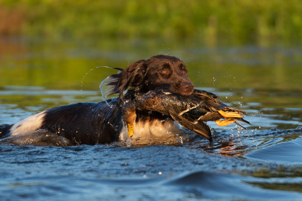 Kleiner Münsterländer im Wasser