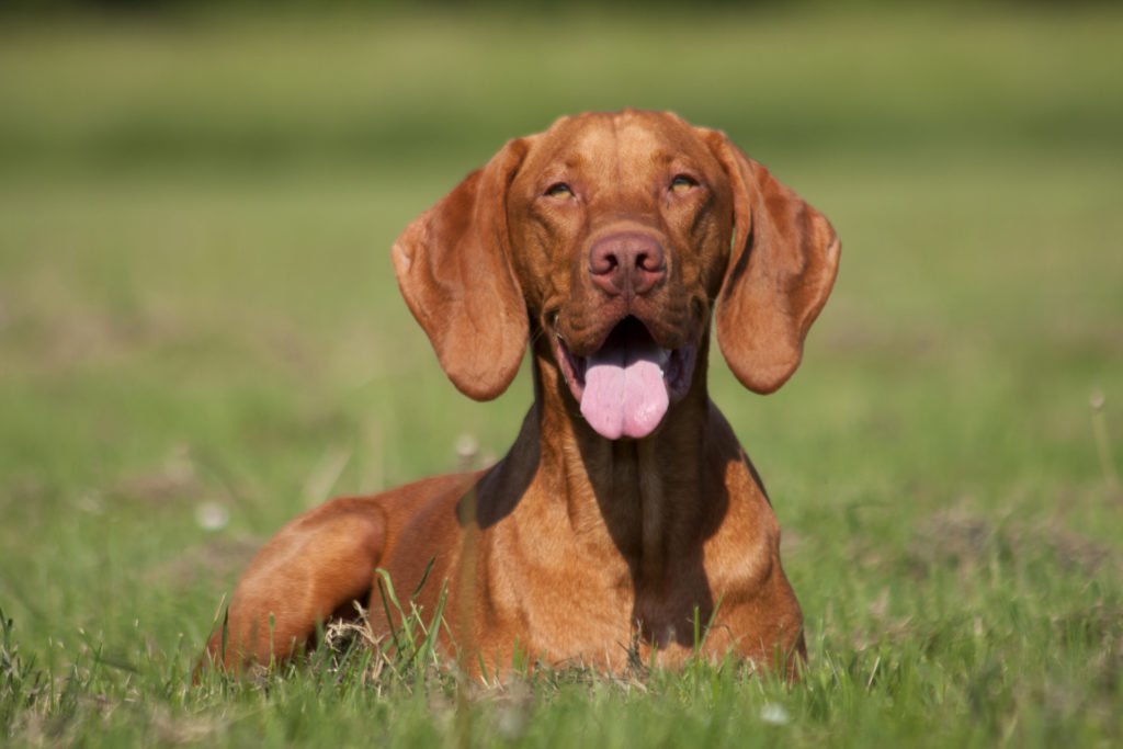 Magyar Vizsla Berufst tige Magyar Vizsla Charakter Pflege Und 