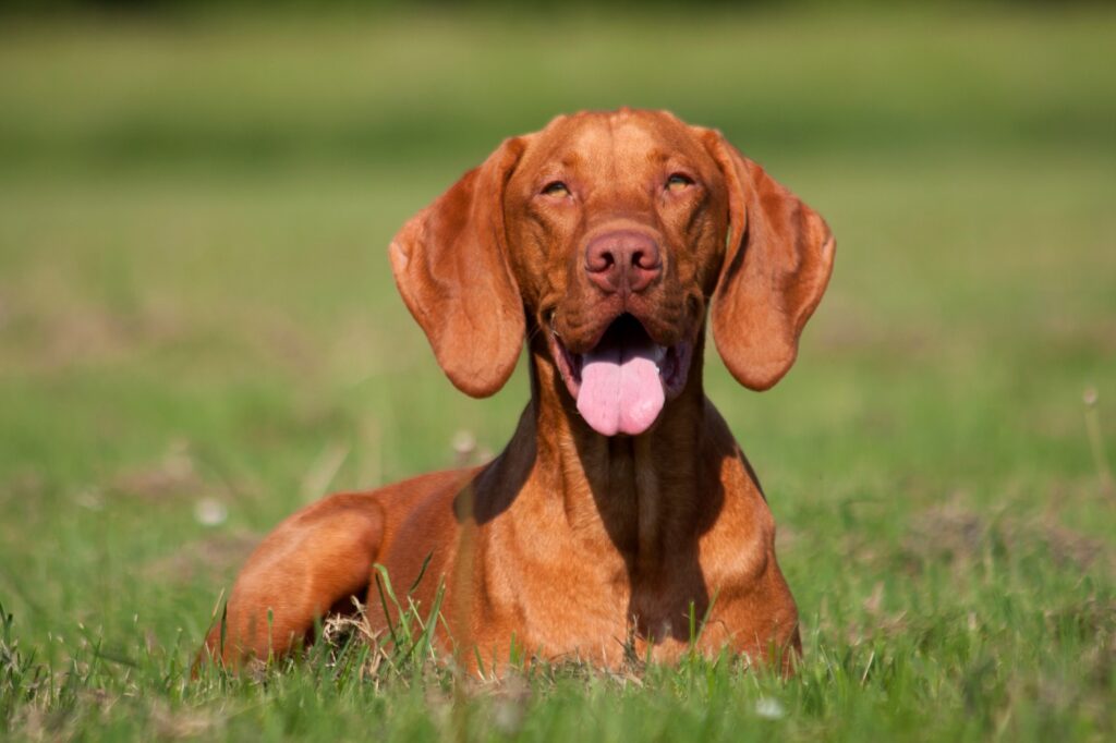 Magyar Vizsla glücklich