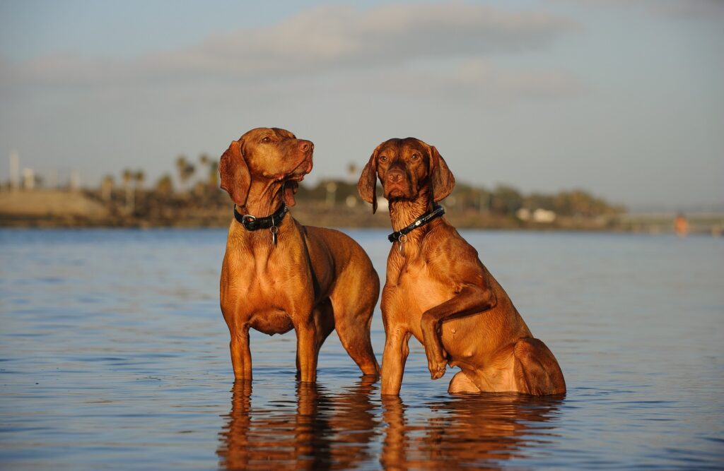 Zwei Magyar Vizsla im Wasser