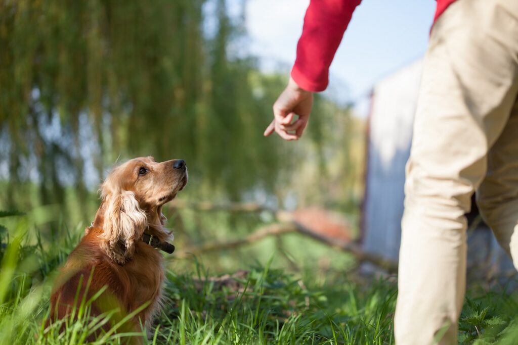 Cocker Spaniel wird erzogen alter Cocker Spaniel im Gras