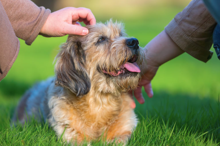 alter hund im gras