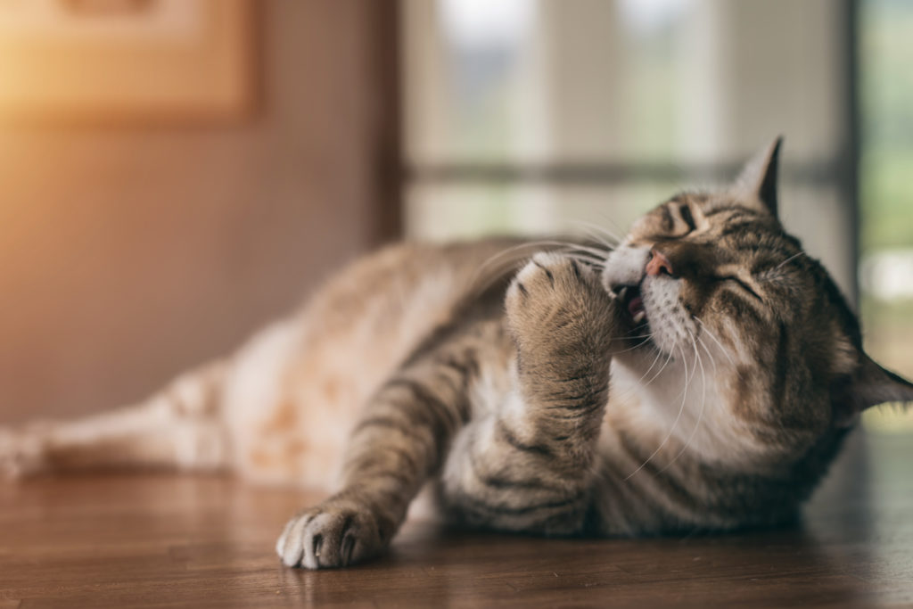 alte katze waschen alte katze waschen