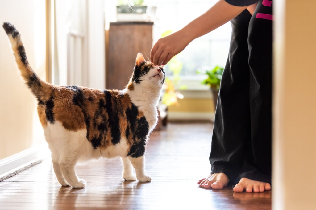 Clickertraining Katze Ab Welchem Alter