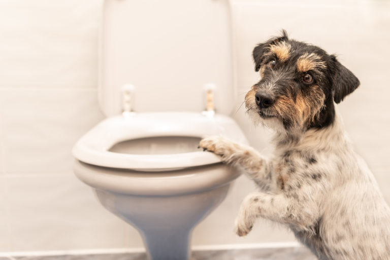 hund folgt mir auf die toilette