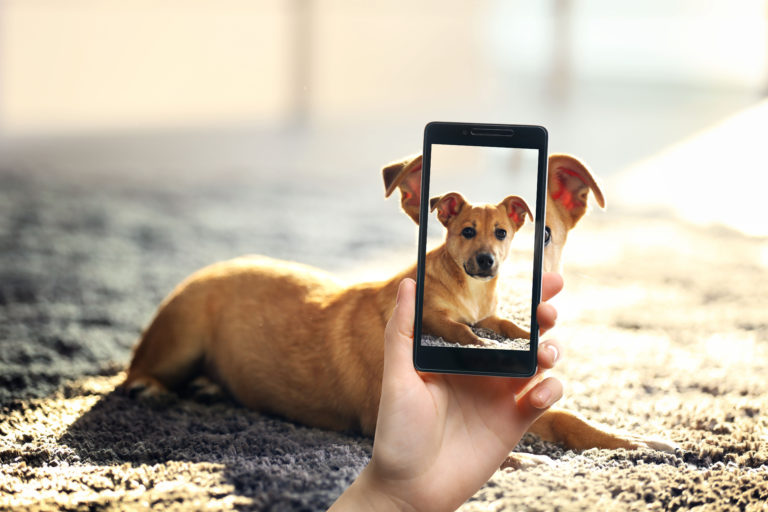 Hund wird mit dem Handy fotografiert