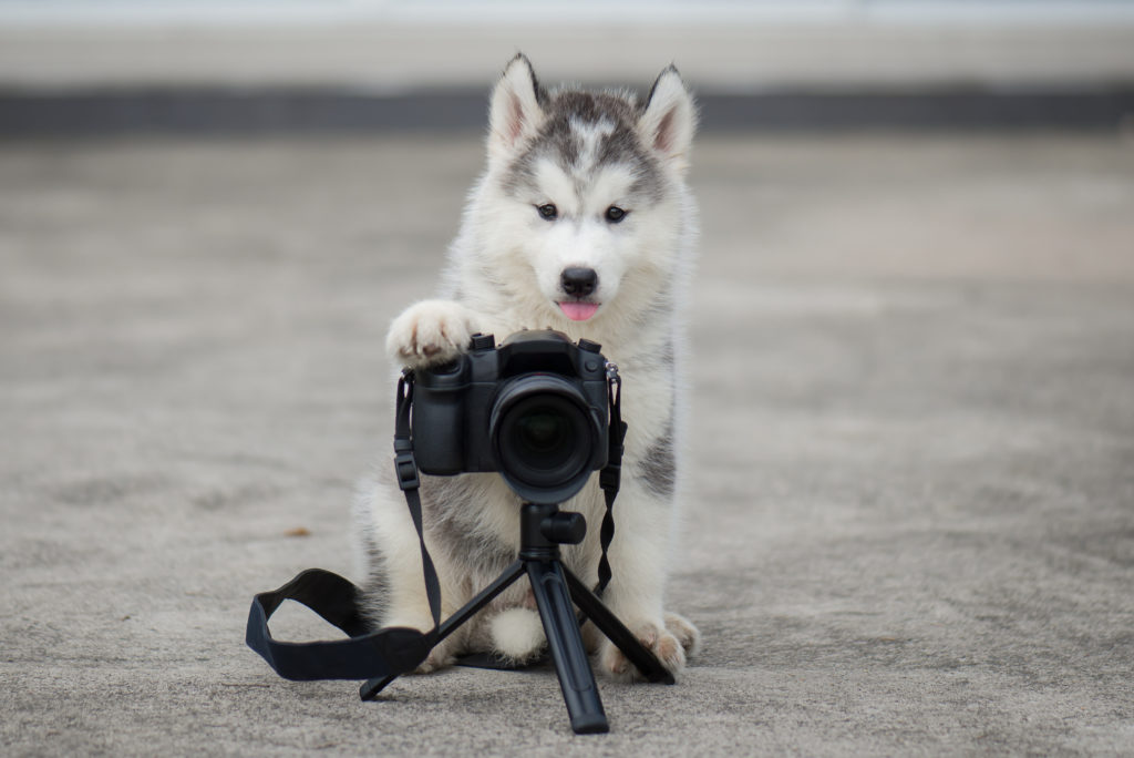 fotografera hund fotografera hund