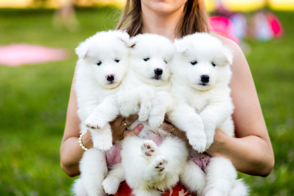 samoyede welpen mit züchter