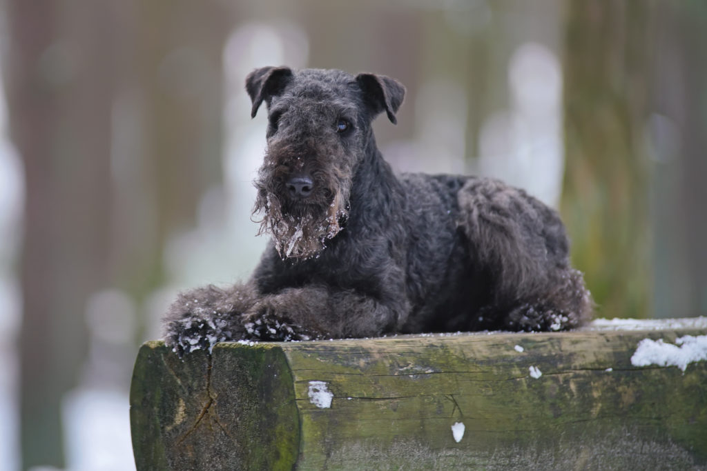 schwarzer lakeland terrier