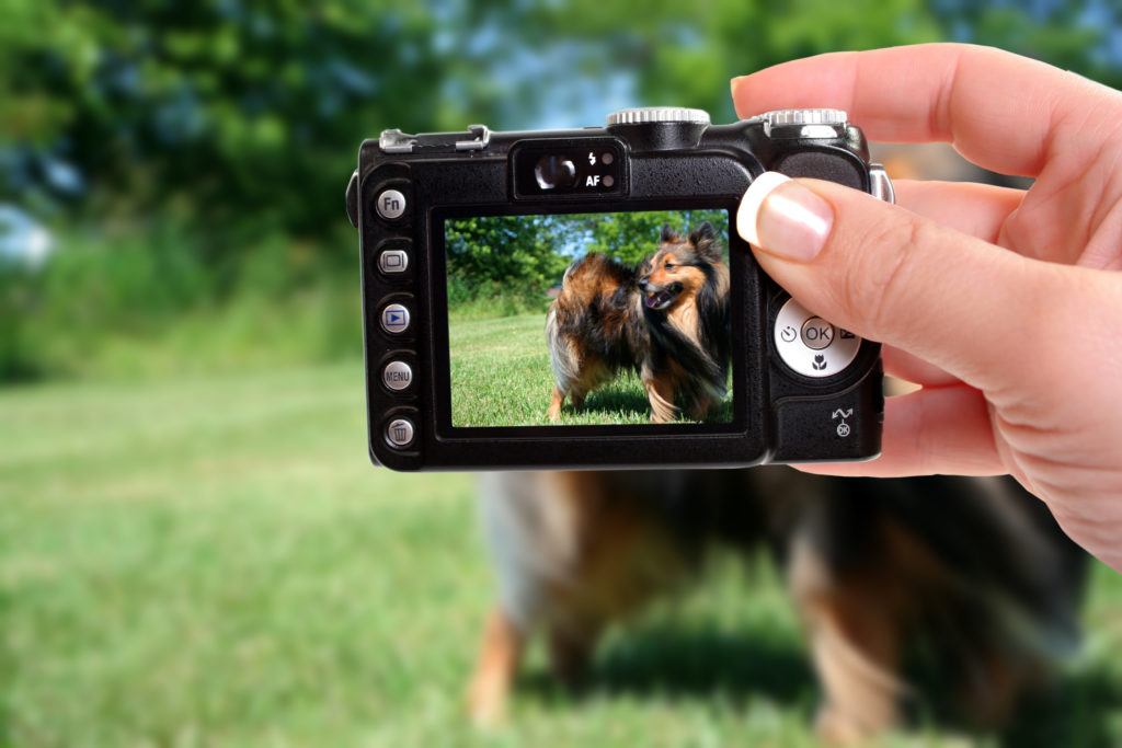 Hundefoto Hund wird mit der Kamera fotografiert