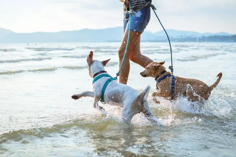 Hunde im Meer am Hundestrand