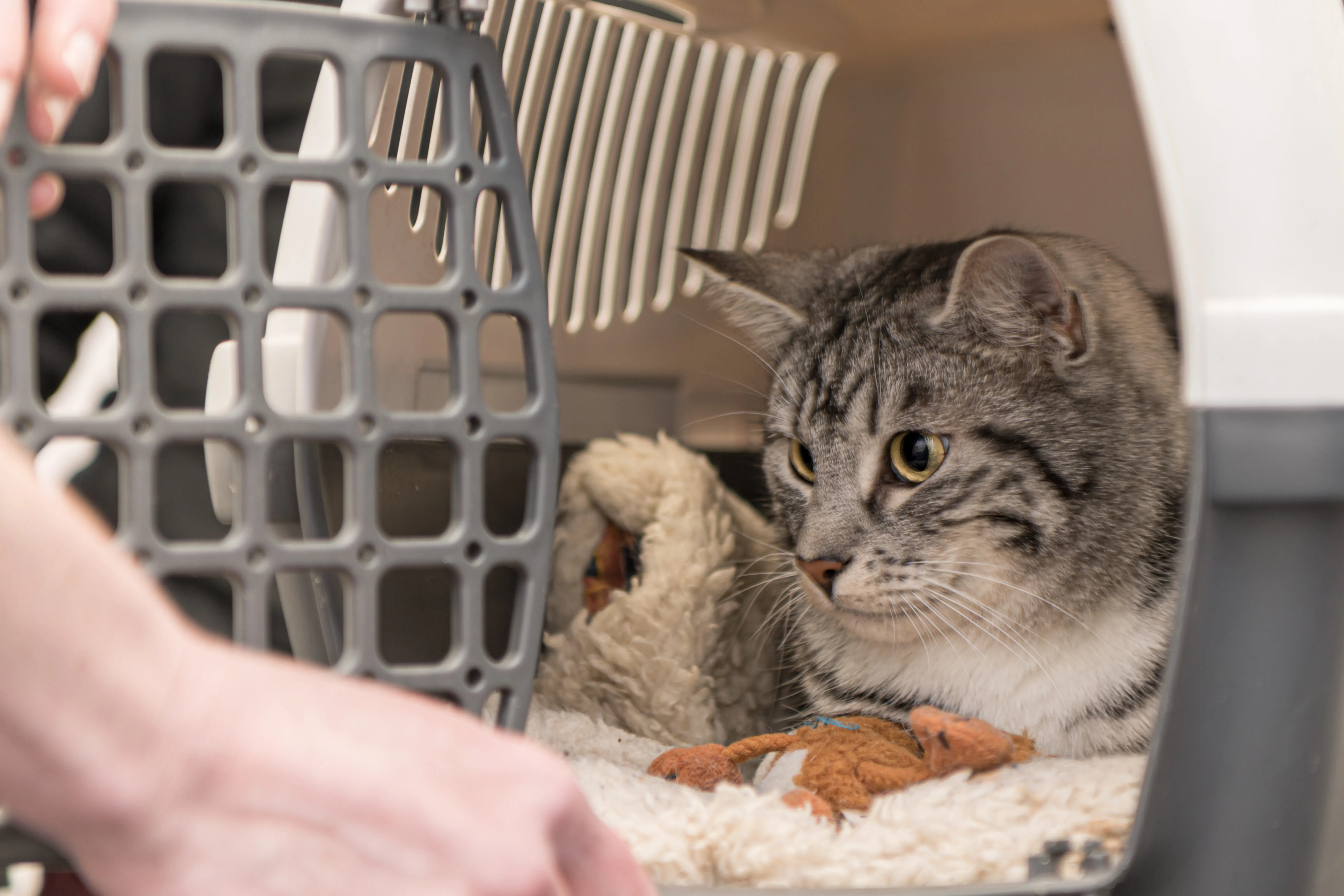 Entspannte Katze in Katzentransportbox