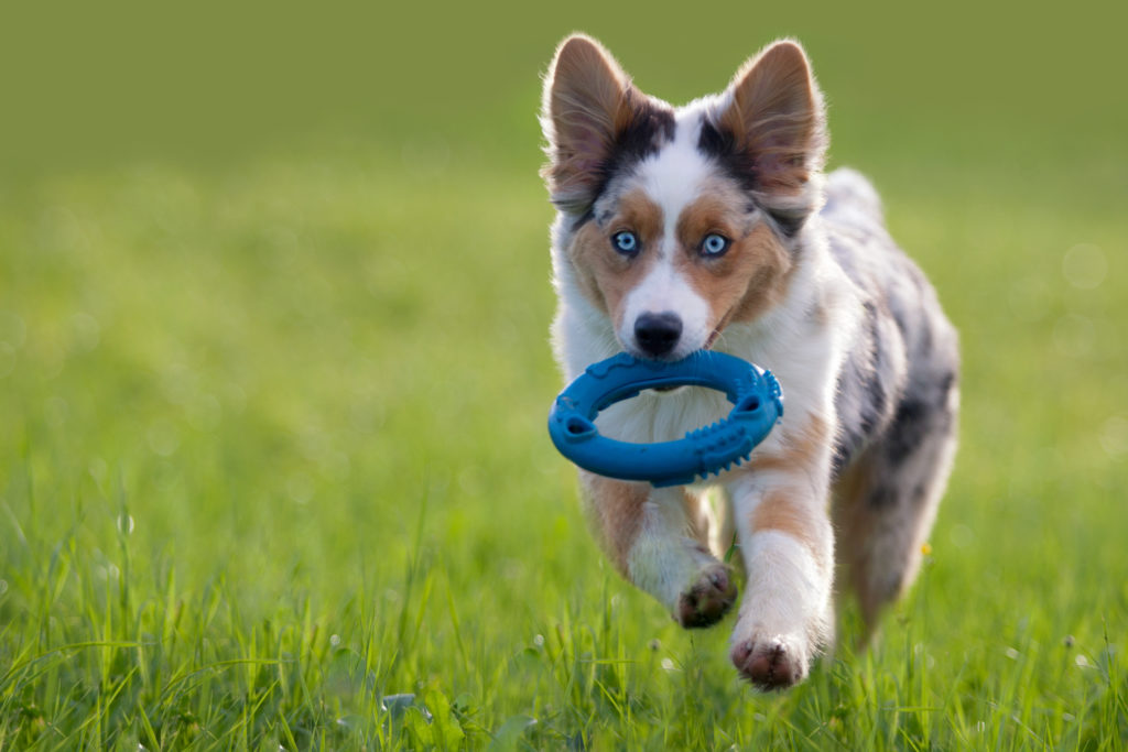 australian shepherd welpe spielt im grass australian shepherd welpe spielt im grass