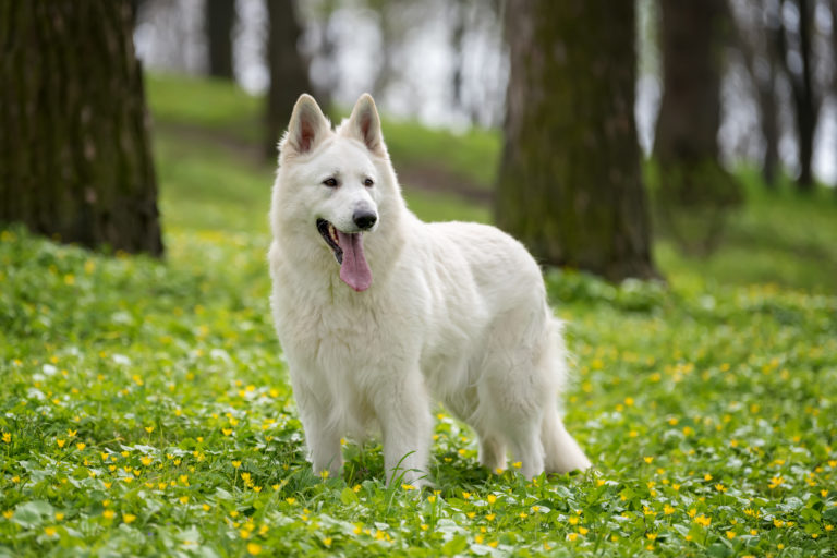 berger blanc suisse hund im wald