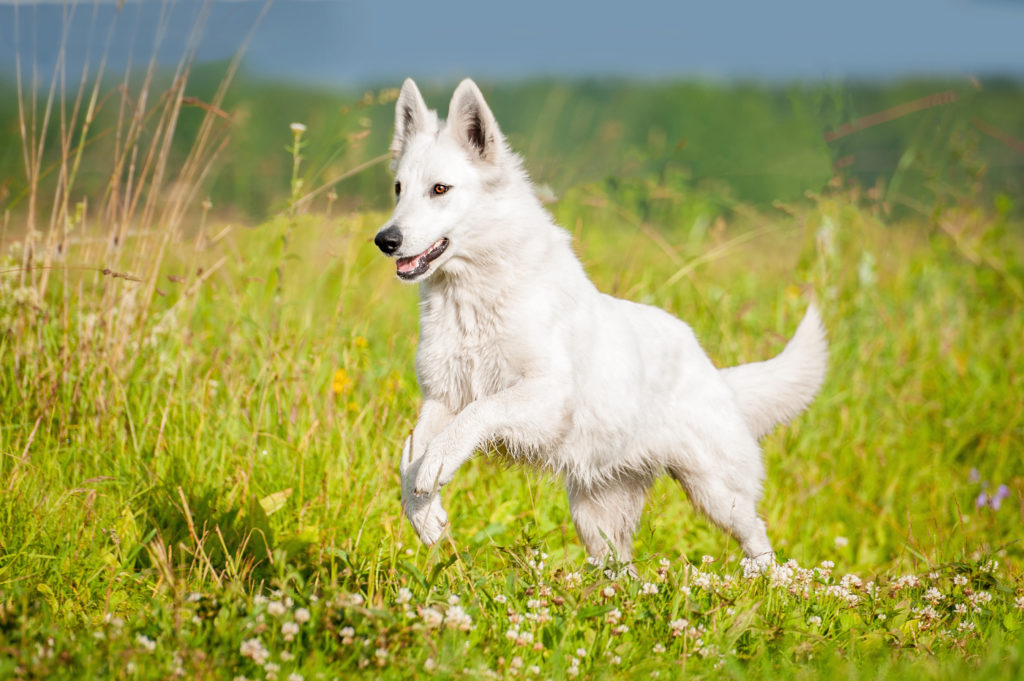 berger blanc suisse im gras