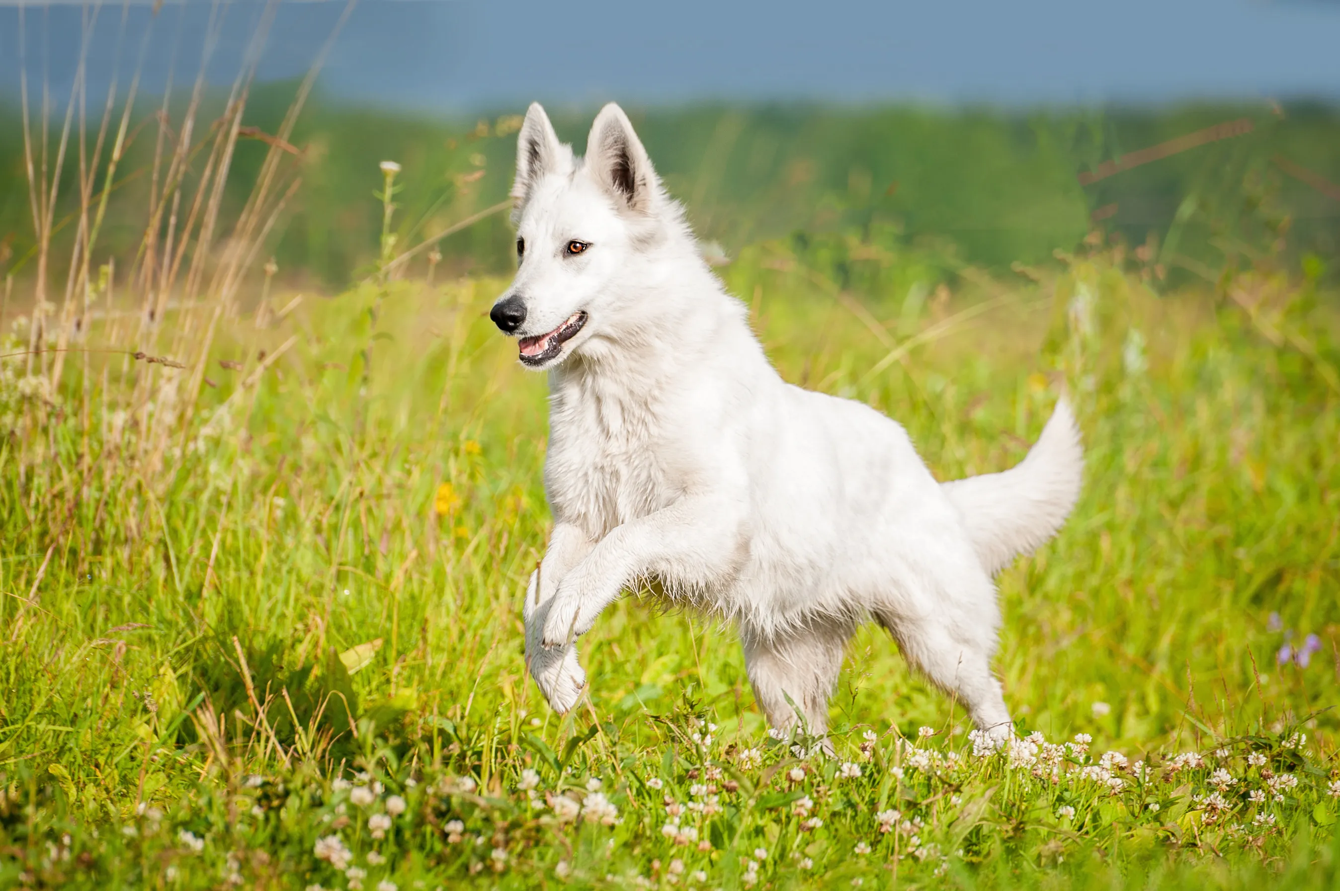 berger blanc suisse im gras