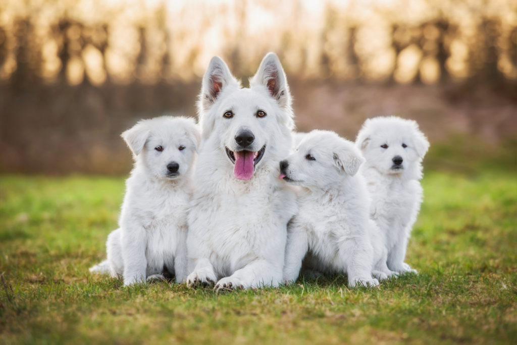 weißer schweizer schäferhund mit drei welpen
